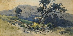 Old Olive Tree